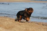 KING CHARLES SPANIEL 038